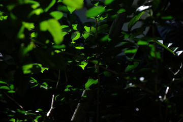 worm eye view green and silhouette leaves in natural light