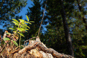 Lingonberry leaves grow on the stump on the background of a coniferous forest. Environmental protection, ecology. Garomnia, the beauty of nature.