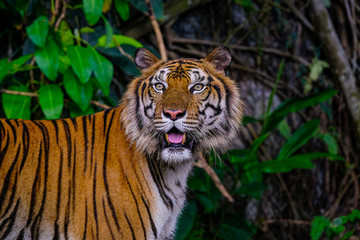 The Siberian tiger (Panthera tigris tigris) also called Amur tiger