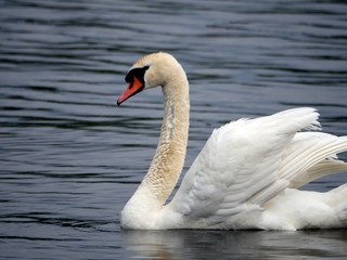 The White Swan gracefully floats in the water.