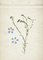 Pressed and dried herbs. Scanned image. Vintage herbarium background on old paper. Vertical composition of the grass with blue flowers on a cardboard.