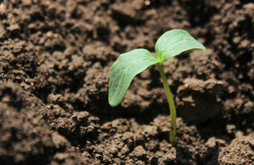 Cucumber sprout