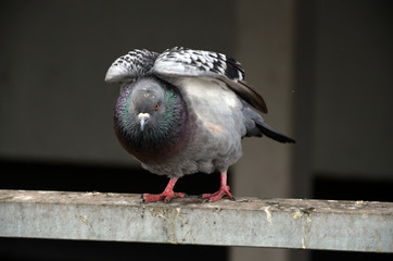 Grey pigeon on the wall