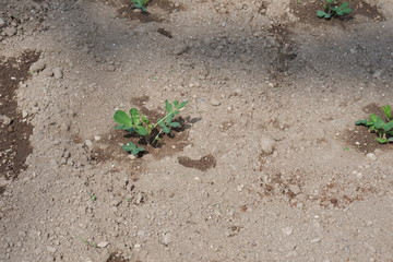 落花生の栽培、6月の苗