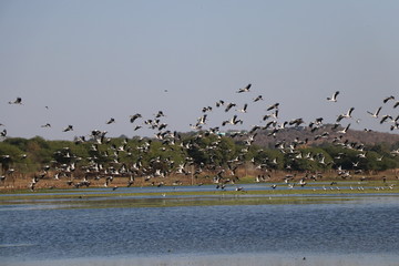 ramsar bhopal Bhoj Wetland