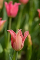 red tulips on a green background of foliage in early spring