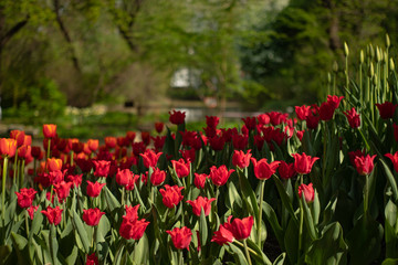 Many bright red tulips in the Park on a Sunny day