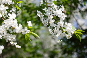 Apple tree branch with beautiful white flowers, shot close-up