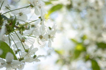 Apple flowers white close-up, macro, blurred background