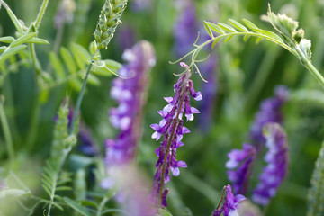 purple flowers in the garden