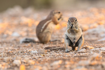 Kap-Borstenhörnchen (Xerus inauris)