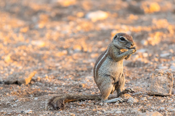 Kap-Borstenhörnchen (Xerus inauris)