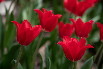 red tulips bloom on a Sunny day in the Park on a background of green leaves