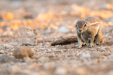 Naklejka na ściany i meble Kap-Borstenhörnchen (Xerus inauris)