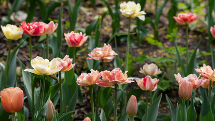 Multicolored tulips bloomed on a flower bed in spring