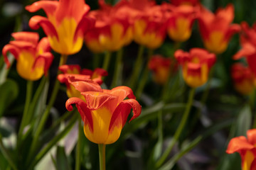 yellow tulips with red pattern on a green background of foliage in early spring