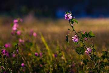 Round leaved mallow(Malva pusilla)