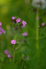 Red Campion (Silene dioica) growing wild in Finlands forest