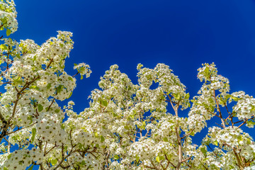 White flowers of a tree blooming against blue sky background in spring