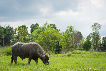 Naklejka premium Buffalo eating grass in farmland,soft focus.