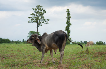 Cow eating grass in farmland,soft focus.
