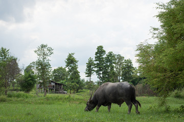 Naklejka na ściany i meble Buffalo eating grass in farmland,soft focus.