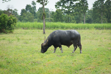 Fototapeta premium Buffalo eating grass in farmland,soft focus.