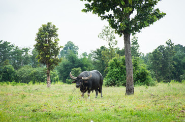 Buffalo eating grass in farmland,soft focus.