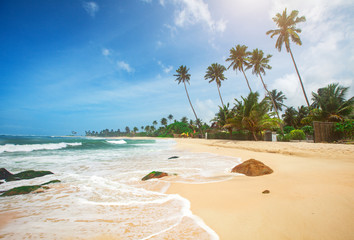 tropical beach with palm trees