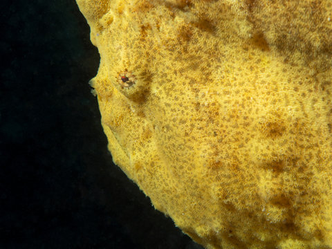 Anglerfisch