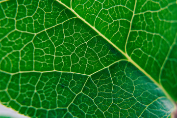 Green large fresh petal, shot close-up translucent