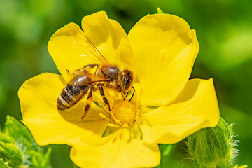 Bee in macro close-up in a yellow flower looking for pollen against bee mortality