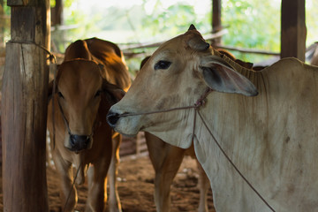 Portrait of cow stand in stall,soft focus.