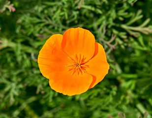 Fototapeta premium orange flower
