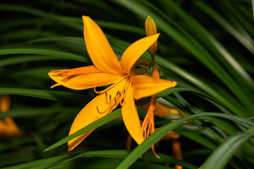 yellow lily flower