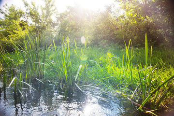Summer river