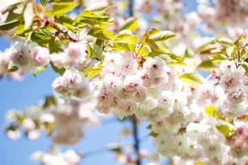 Beautiful view of amazing small japan style flowers in a countryside city home garden park.