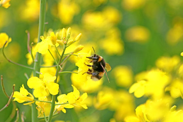 Hummel im Rapsfeld
