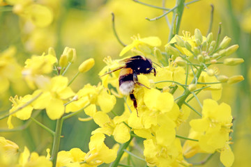 Hummel im Rapsfeld
