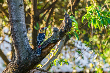 Crested Barbet (Trachyphonus vaillantii)