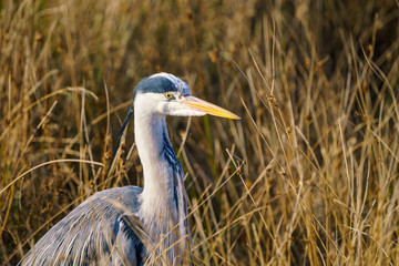 Grey Heron (Ardea cinerea) landing