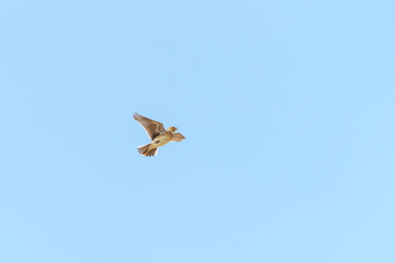 Eurasian skylark (Alauda arvensis)