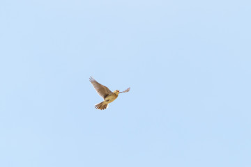 Eurasian skylark (Alauda arvensis)