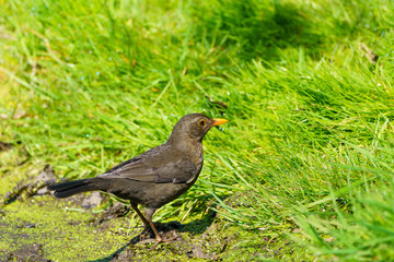 Blackbird (Turdus merula)