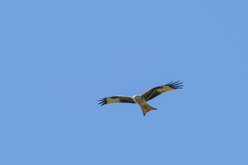 Red Kite (Milvus milvus)