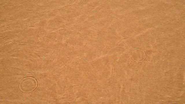 Sand crabs swimming and burying themselves in slow motion
