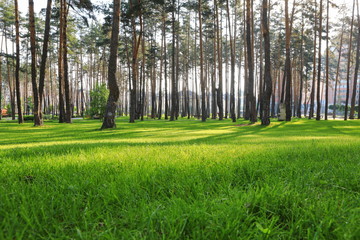 beautiful pine forest with well-groomed grass