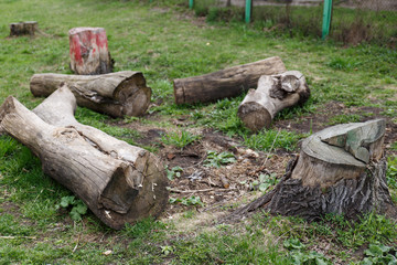 Logs from an old tree. Cut down an old tree on the ground. Deforestation.