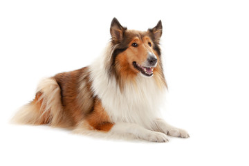 Rough Collie
