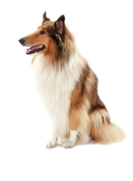 Rough Collie